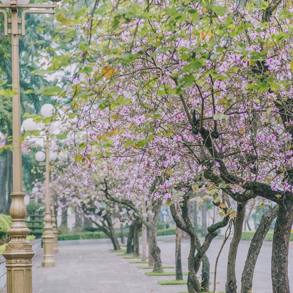 Những con phố ở Hà Nội được bao phủ bởi hoa ban nở