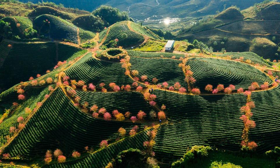Toàn cảnh đồi chè Ô Long