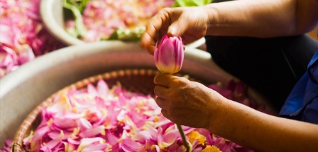 Trà sen Tây Hồ – Thức uống tinh túy, tao nhã của người Hà Nội