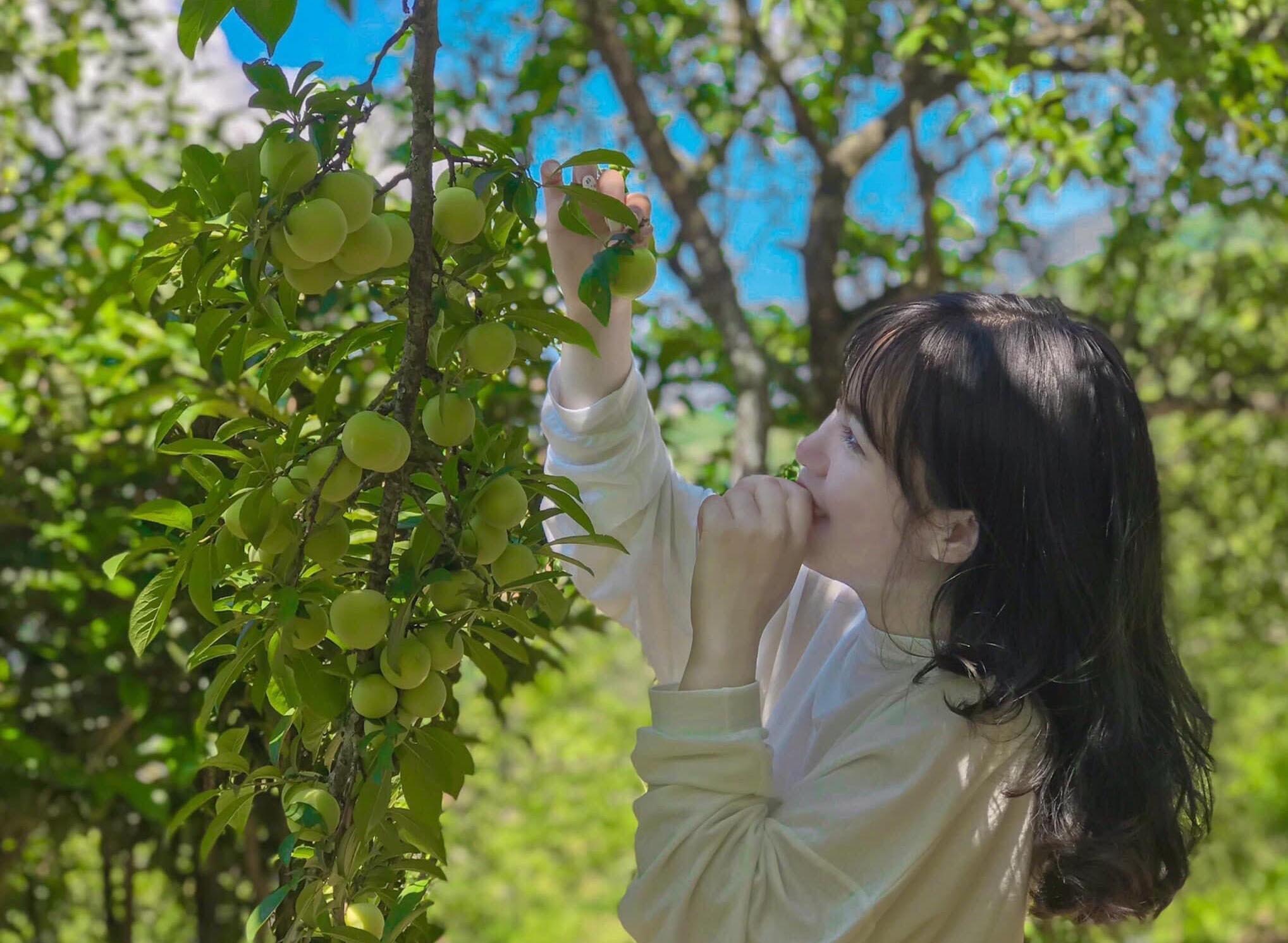 Trải nghiệm hái mận Sa Pa