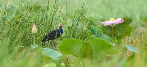 Tram Chim National Park – Not just a place for birdwatching
