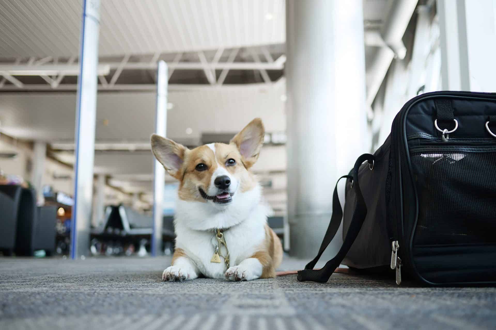 travel checklists for travelers with pets