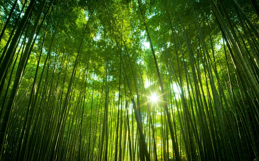 Trees in Vietnam Bamboo is an important symbol in Vietnamese culture