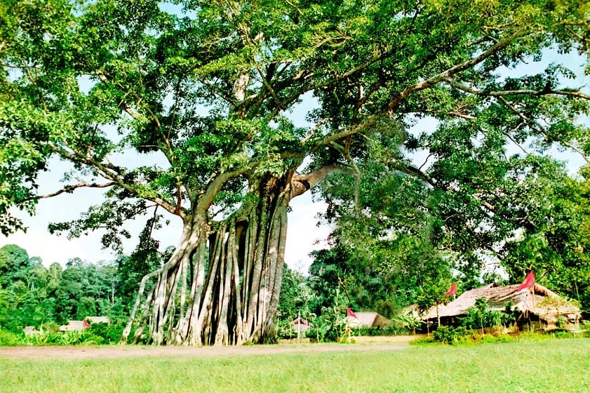 Trees in Vietnam The MOST common plant species to explore