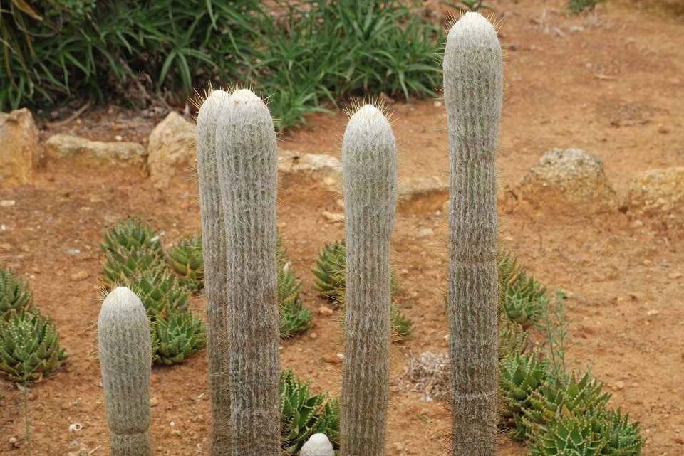 Xương rồng Espostoa