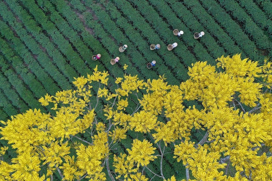 Tu viện Bát Nhã Bảo Lộc Hoa phượng vàng nở rộ tại tu viện