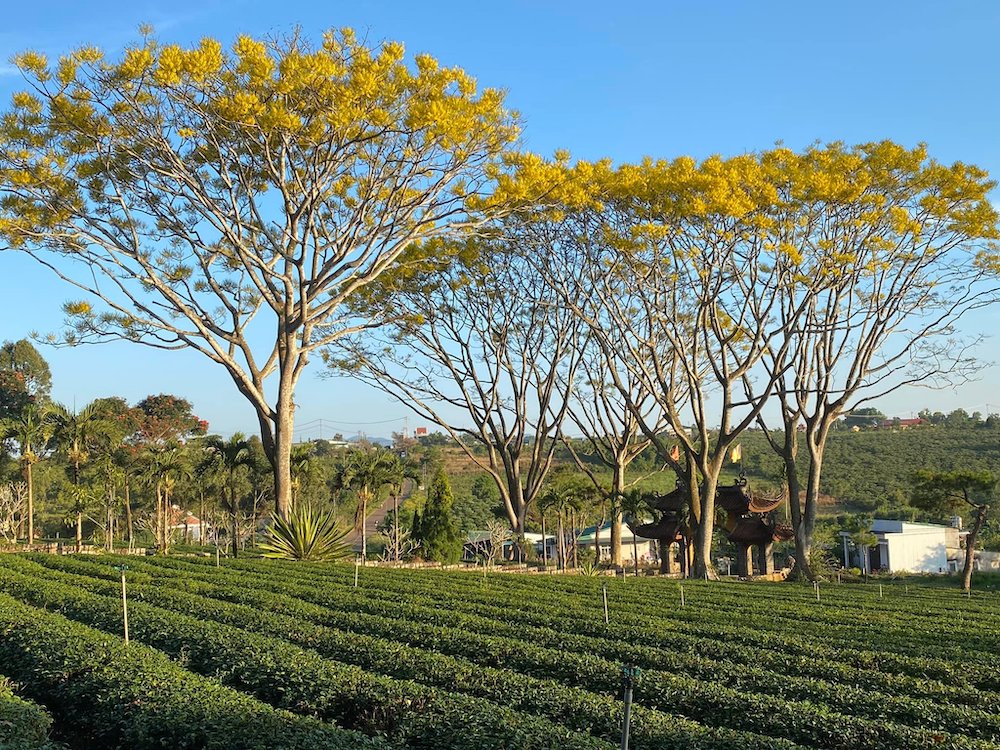 Tu viện Bát Nhã Bảo Lộc Đường đi tu viện Bát Nhã Bảo Lộc nhiều khúc quanh co