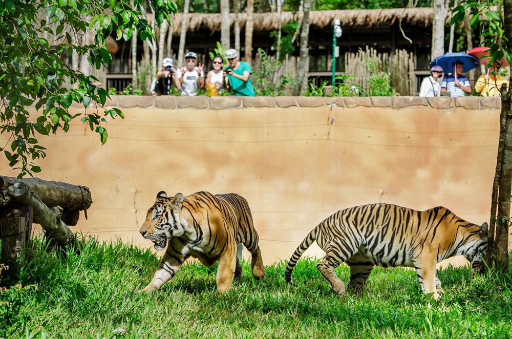 Đến với Vinpearl Safari Phú Quốc bạn sẽ được chiêm ngưỡng rất nhiều loài động vật quý hiếm