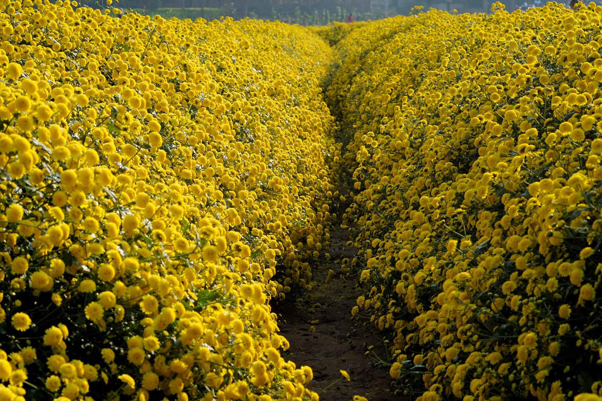 Cánh đồng hoa cúc chi Vẻ đẹp hoa cúc chi