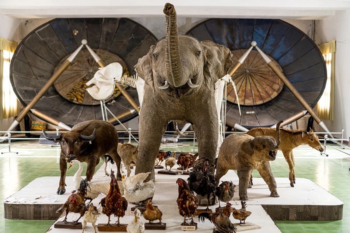 Viện Nghiên cứu Sinh học Tây Nguyên còn là nơi trưng bày các mẫu vật sống động 