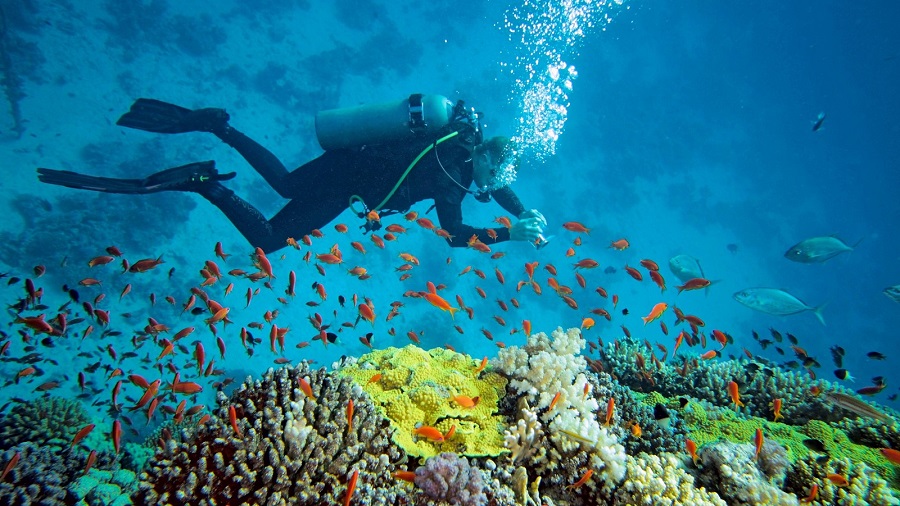Experience scuba diving and explore the fascinating underwater world