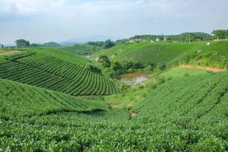 Vietnamese tea (Tra): Explore the cultural highlights of this popular drink