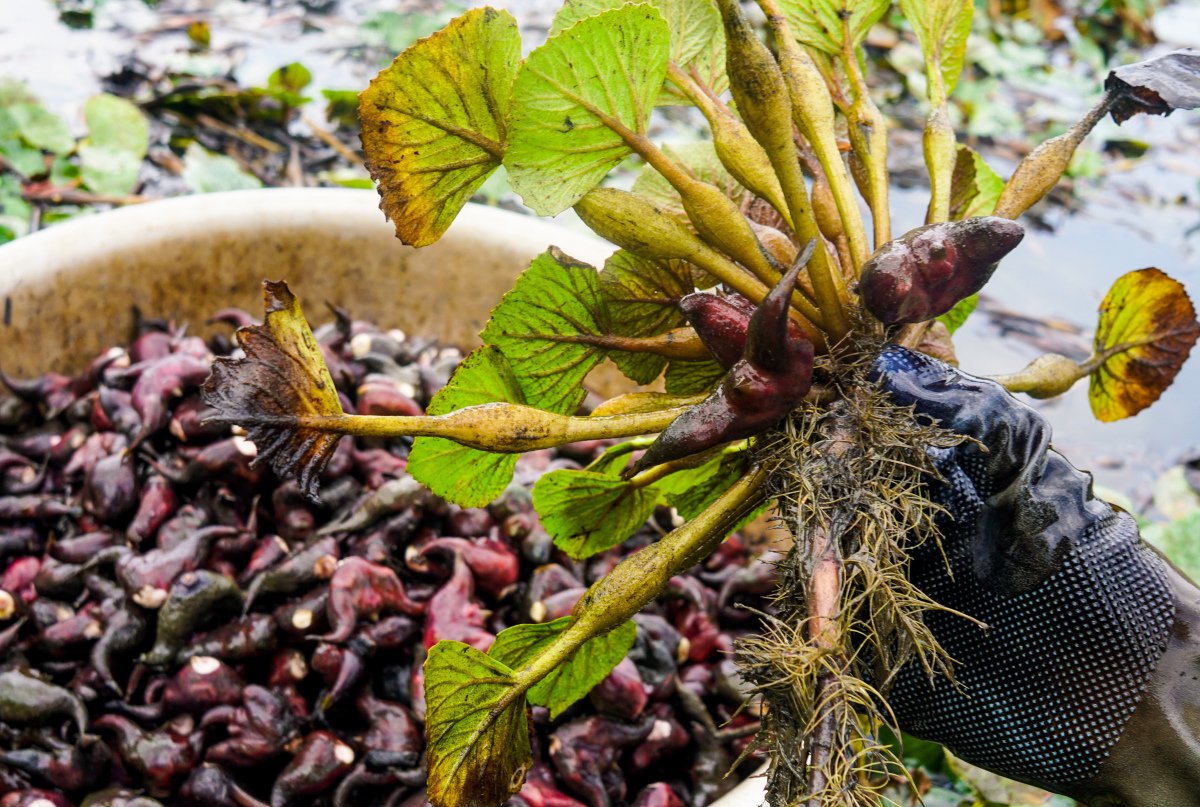Vietnamese vegetables Vietnamese vegetables