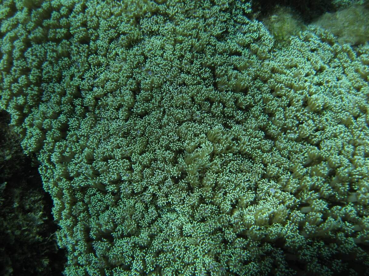 Vịnh Triều Dương Nước biển tại vịnh Triều Dương trong xanh, nhìn thấy tận đáy