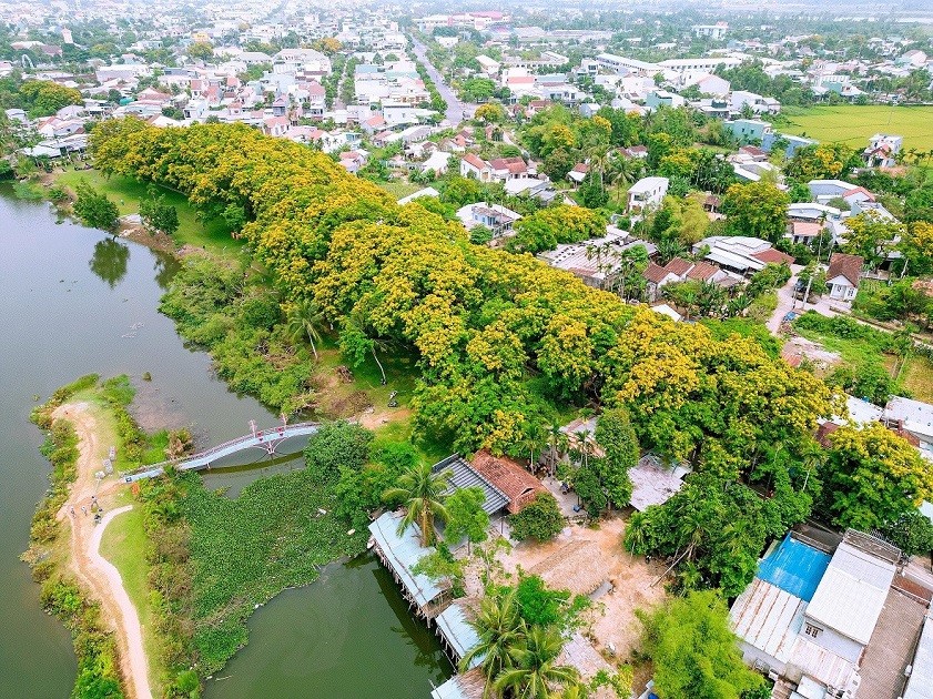 Vườn Cừa Tam Kỳ Hoa sưa bắt đầu khoe sắc vào tháng 3 âm lịch