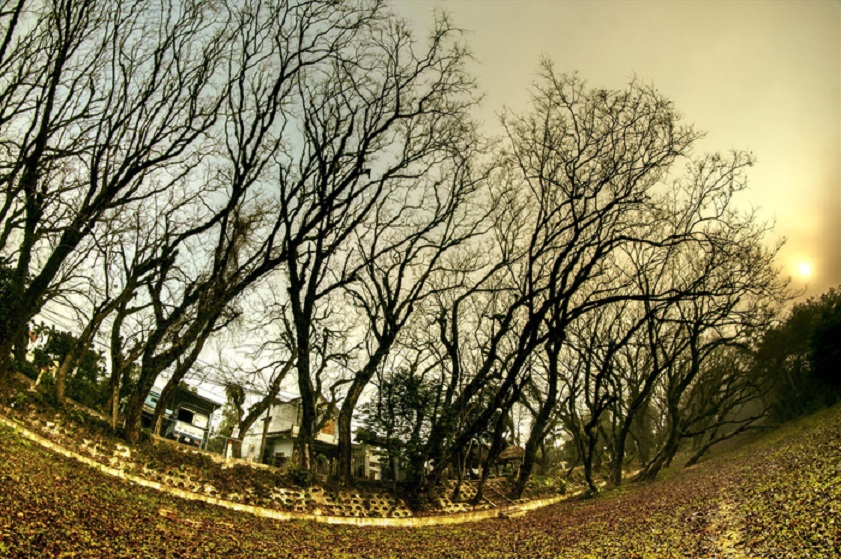 Vườn Cừa Tam Kỳ Vườn Cừa vào đông mang vẻ đẹp lãng mạn