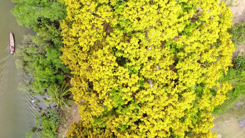 Vườn Cừa Tam Kỳ Vào cuối xuân, đầu hè hoa sưa khoe sắc vàng rực rỡ