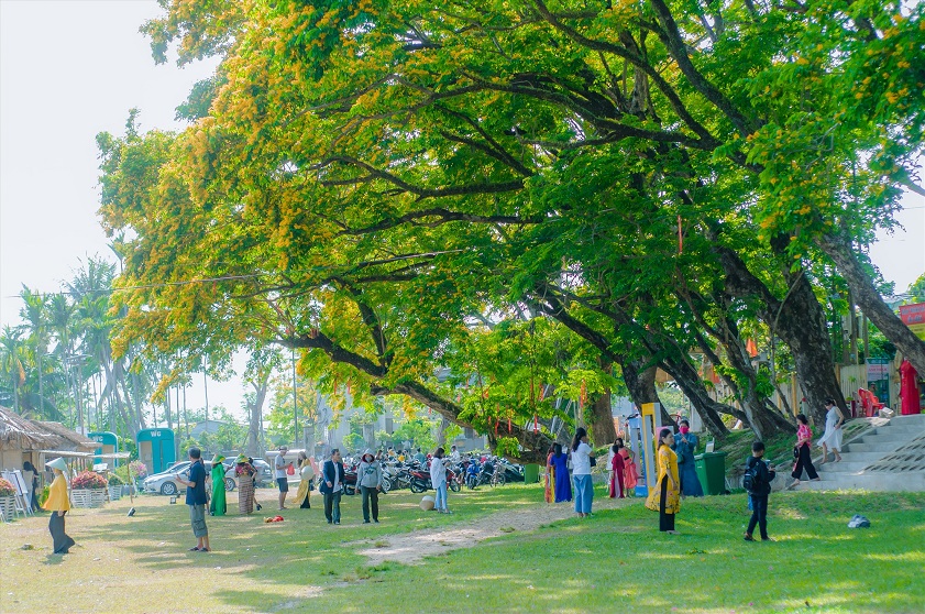 Vườn Cừa Tam Kỳ Lễ hội Tam Kỳ - mùa hoa sưa mang đến cho du khách những trải nghiệm thú vị, hấp dẫn