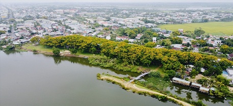 Ghé Vườn Cừa Tam Kỳ thưởng lãm không gian lãng mạn của sắc hoa sưa rực rỡ