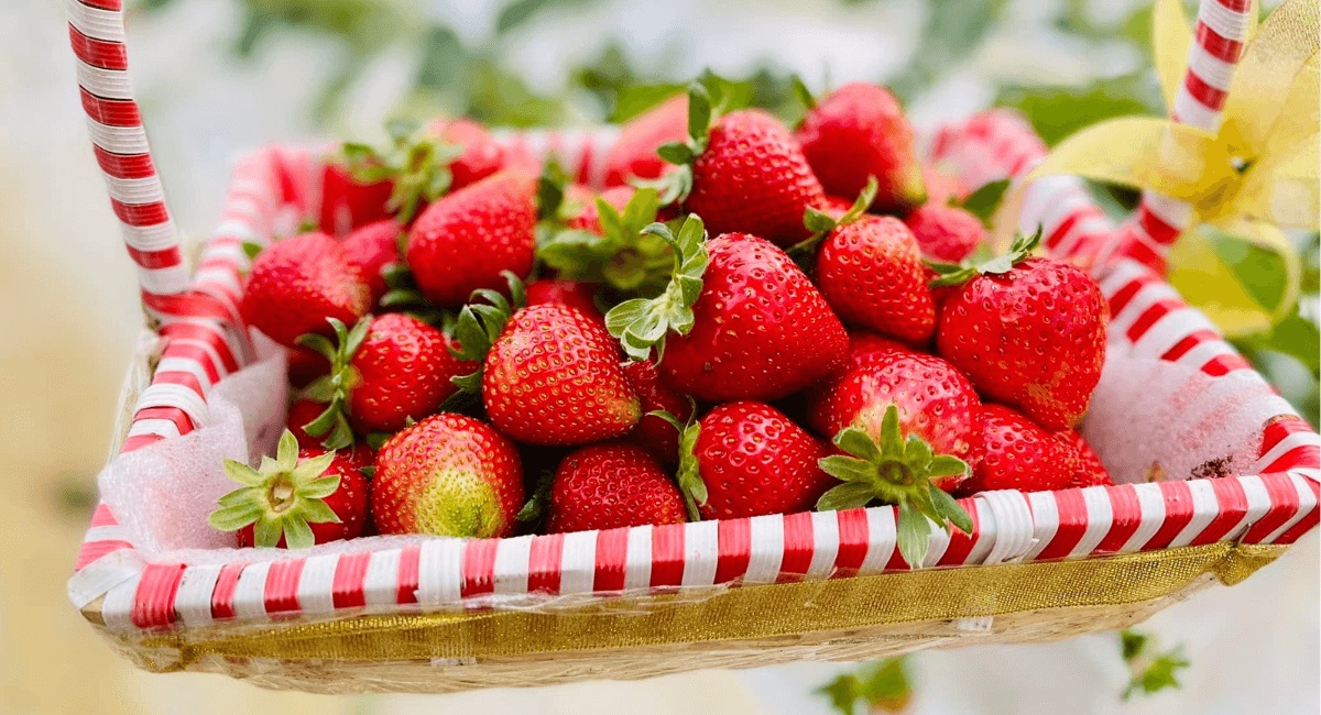 Vườn dâu Măng Đen