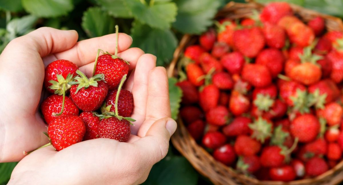 Vườn dâu Hùng Ly Măng Đen