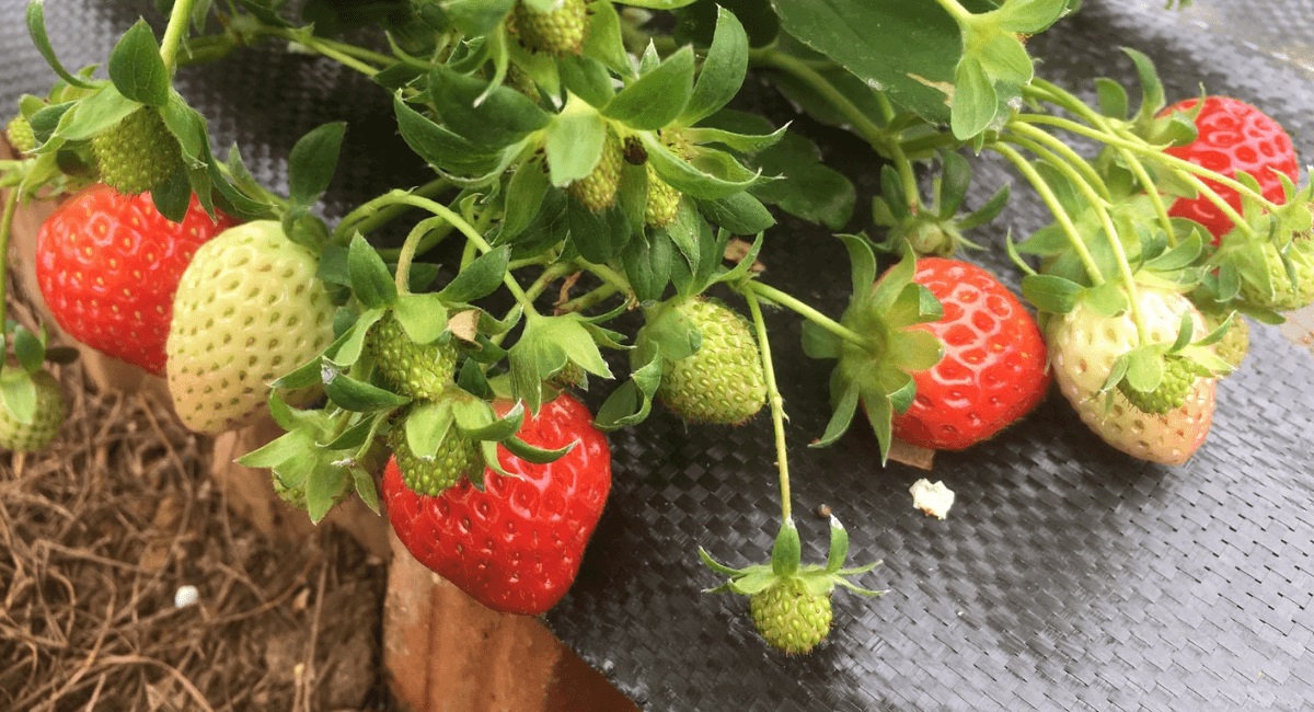 Vườn dâu Măng Đen Thiện Mỹ