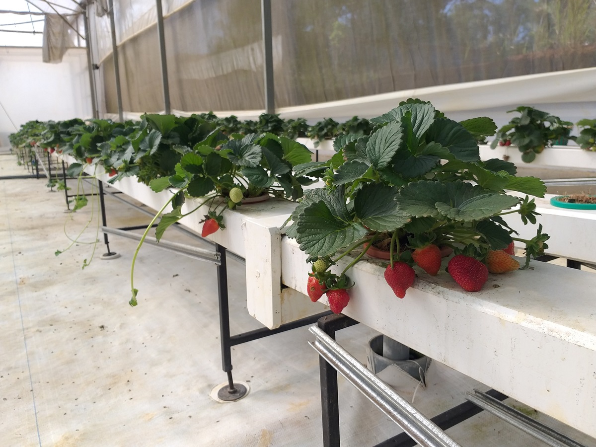 Vườn dâu Măng Đen King’s Garden