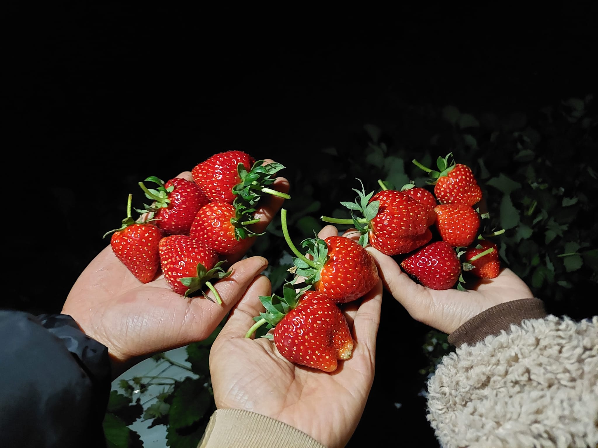 Vườn dâu Măng Đen HanaQueen