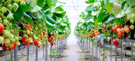 Vườn dâu Măng Đen: 7 địa điểm HOT cho bạn hái dâu, sống ảo