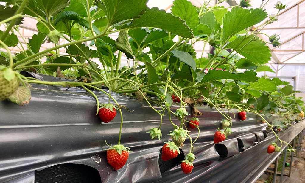 Vườn dâu tây Tả Phìn