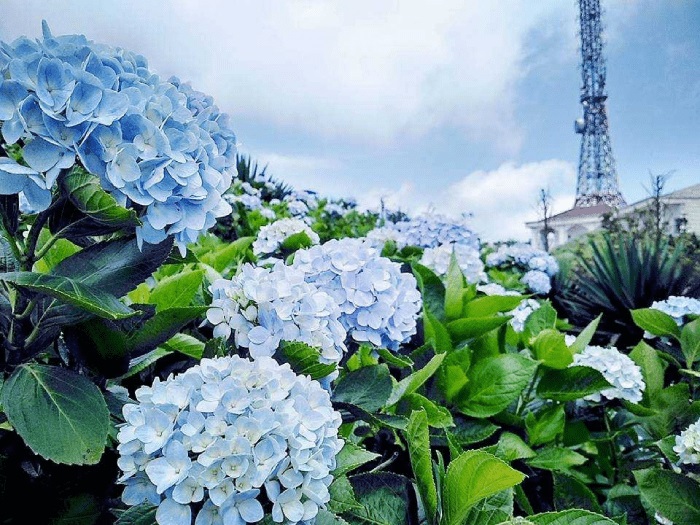 Những bông hoa cẩm tú cầu xinh đẹp thu hút mọi ánh nhìn