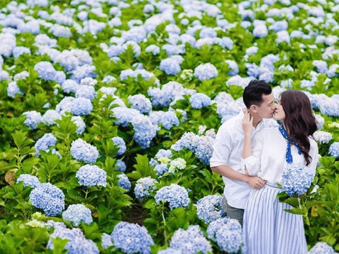 Địa chỉ vườn hoa cẩm tú cầu ở Đà Lạt