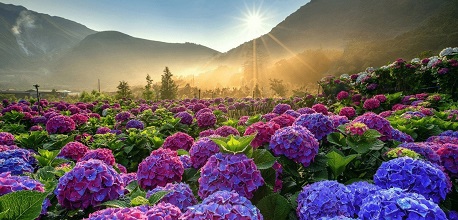 Mách bạn 4 vườn hoa cẩm tú cầu Đà Lạt đẹp mê ly, sống ảo cực đỉnh