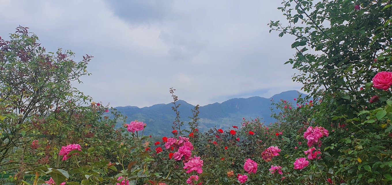 Vườn hồng cổ ở SLK homestay