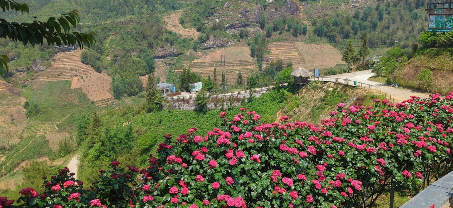 Vườn hồng cổ Sa Pa