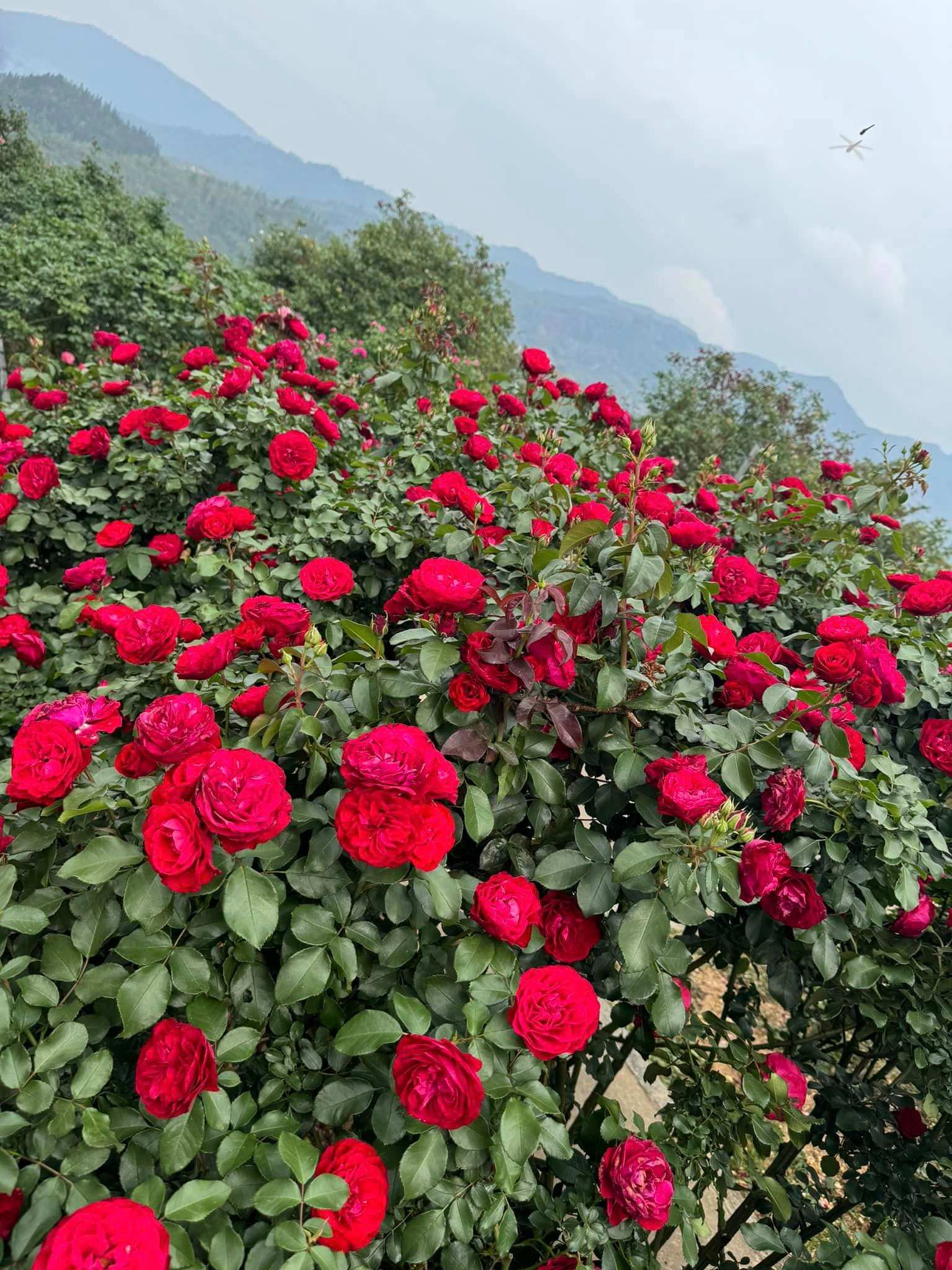 Vườn hồng cổ Sâu Chua Sa Pa