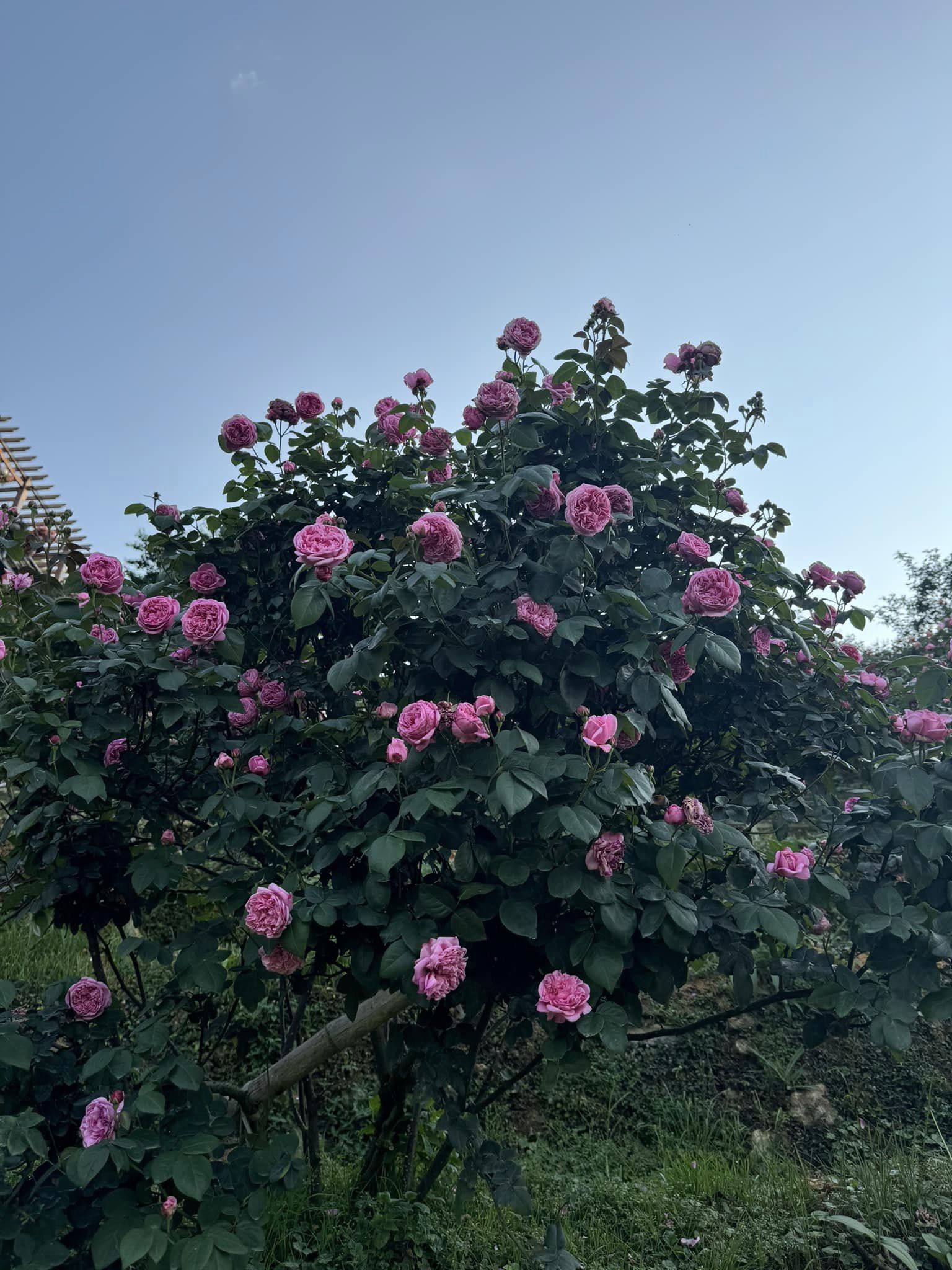 Vườn hồng đường Nguyễn Chí Thanh Sa Pa