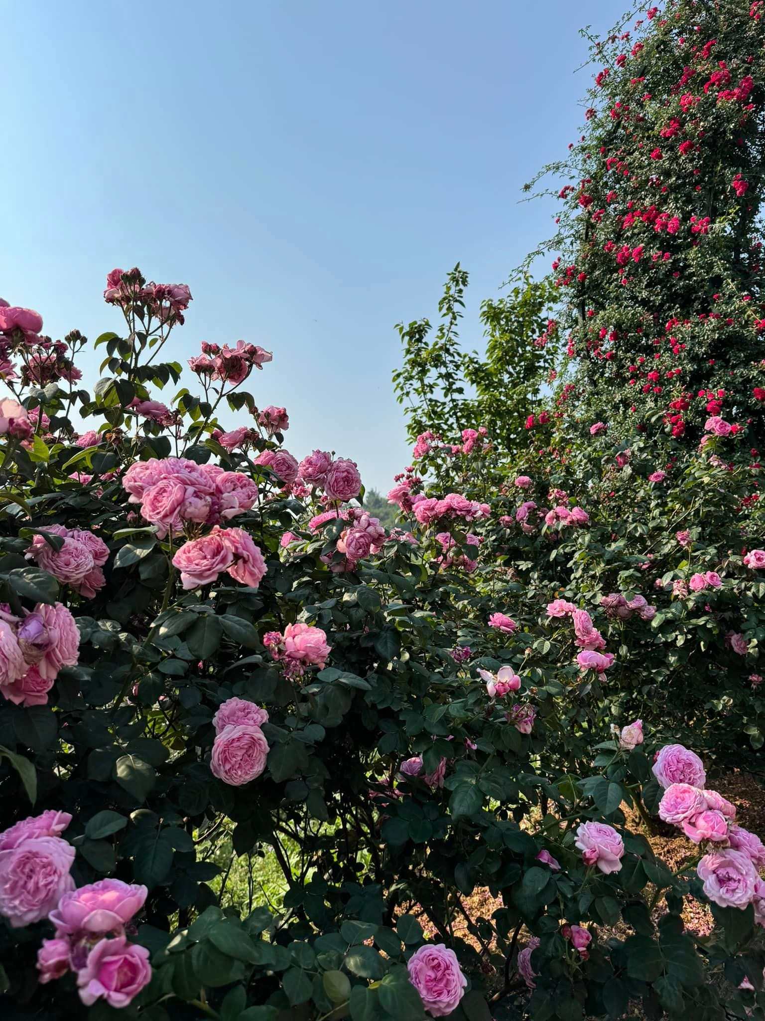 Vườn hồng Mộng Mơ Sa Pa