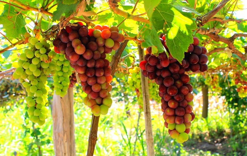 vườn nho Thái An Hình ảnh vườn nho Thái An đẹp, nhiều chùm sai quả