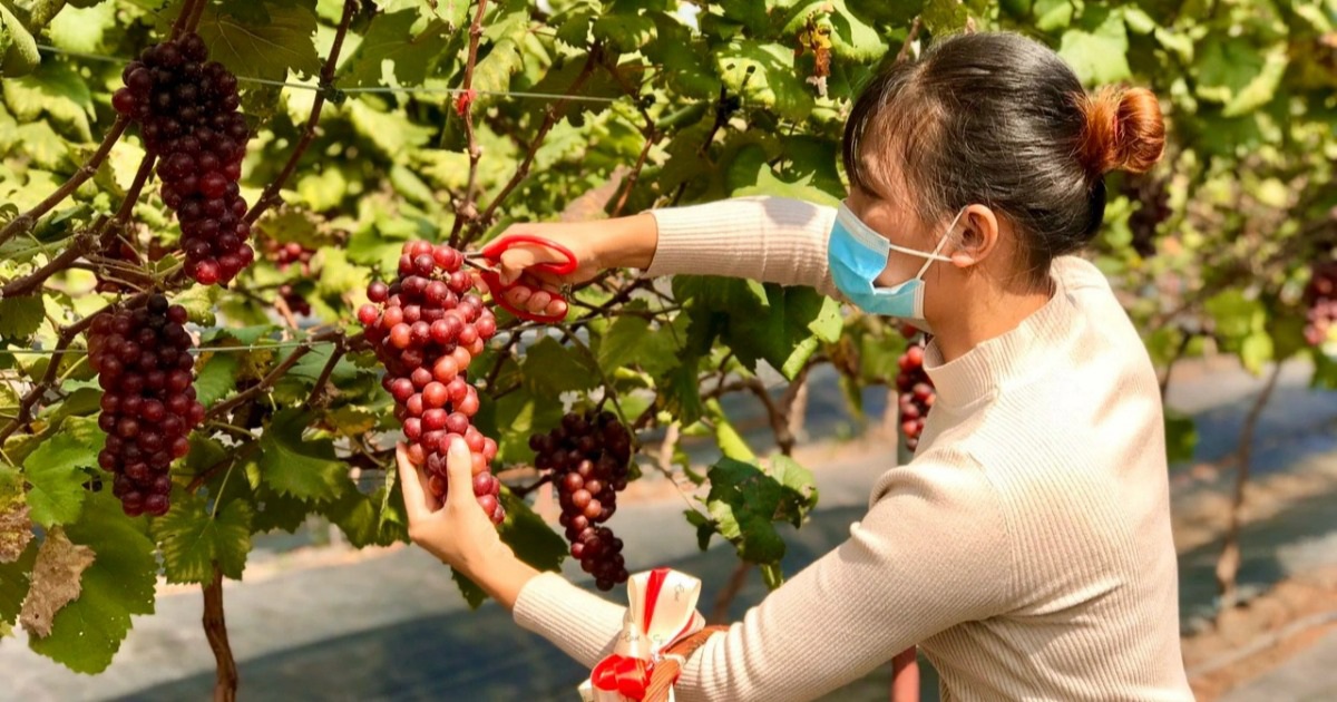 Vườn Nho Thái Đạt ở Ninh Thuận