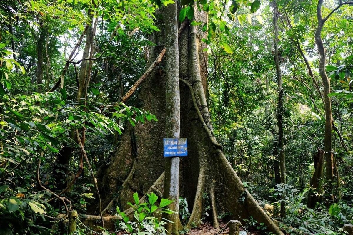 vườn quốc gia Cúc Phương