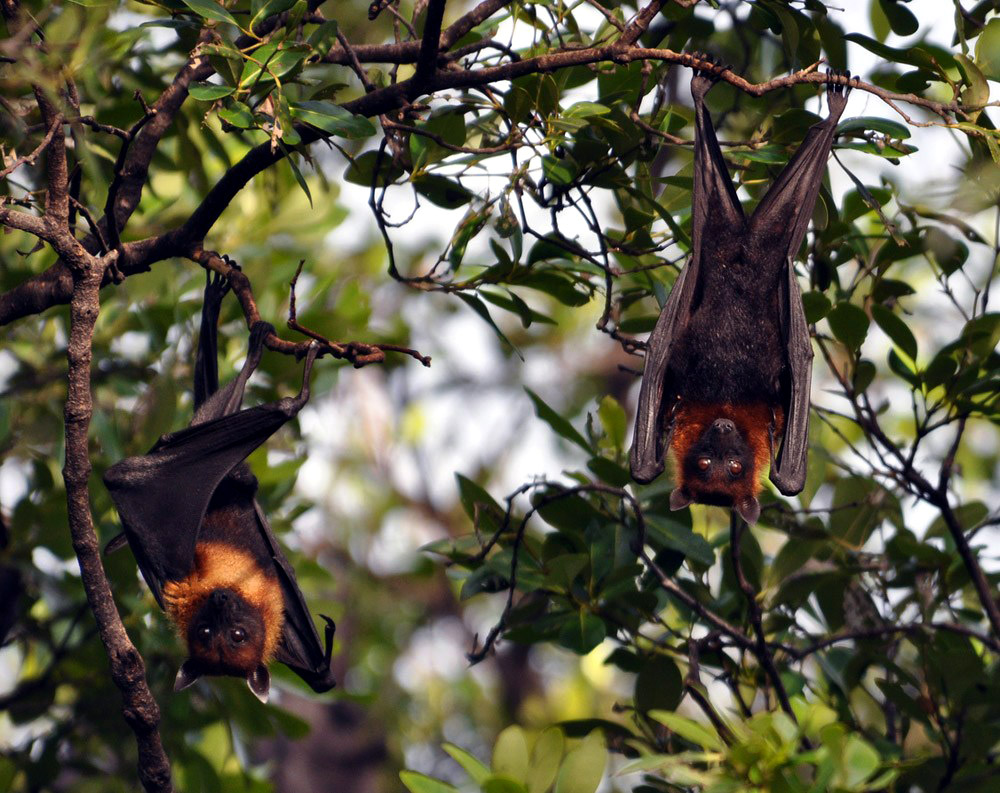 Vườn Quốc gia U Minh Thượng Nơi sinh sống của rất nhiều dơi