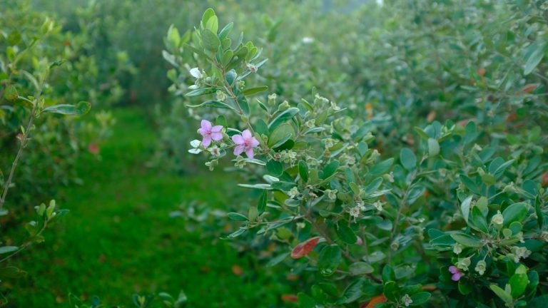 Vườn sim Bảy Gáo