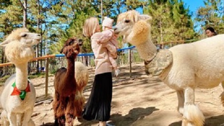 Vườn thú ZooDoo Đà Lạt: Review đường đi, giá vé, chơi gì, ăn gì