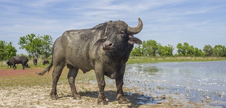 Water buffalo: A symbolic animal in the cultures of countries in Asia