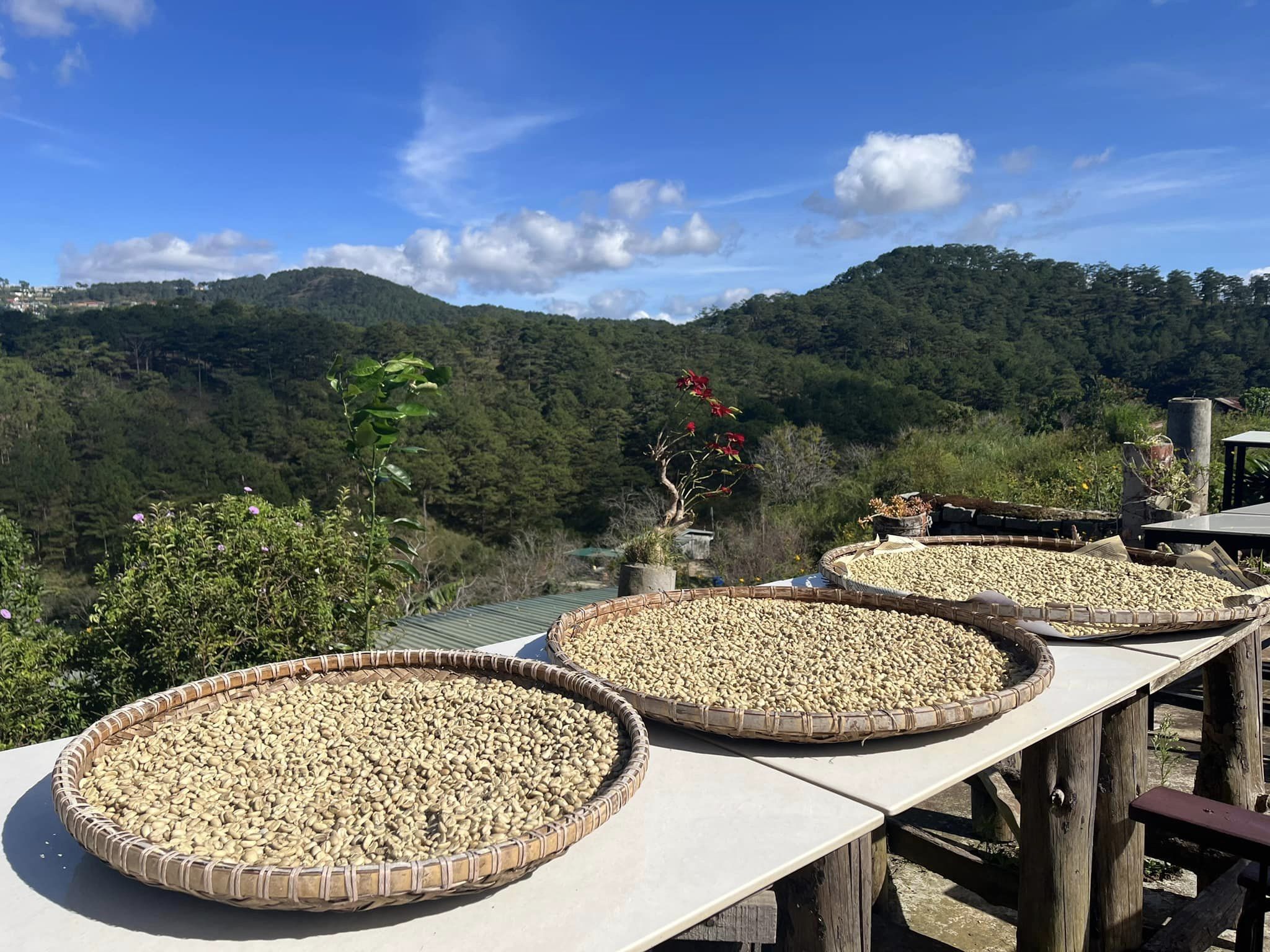 Weasel Coffee Farm Dalat