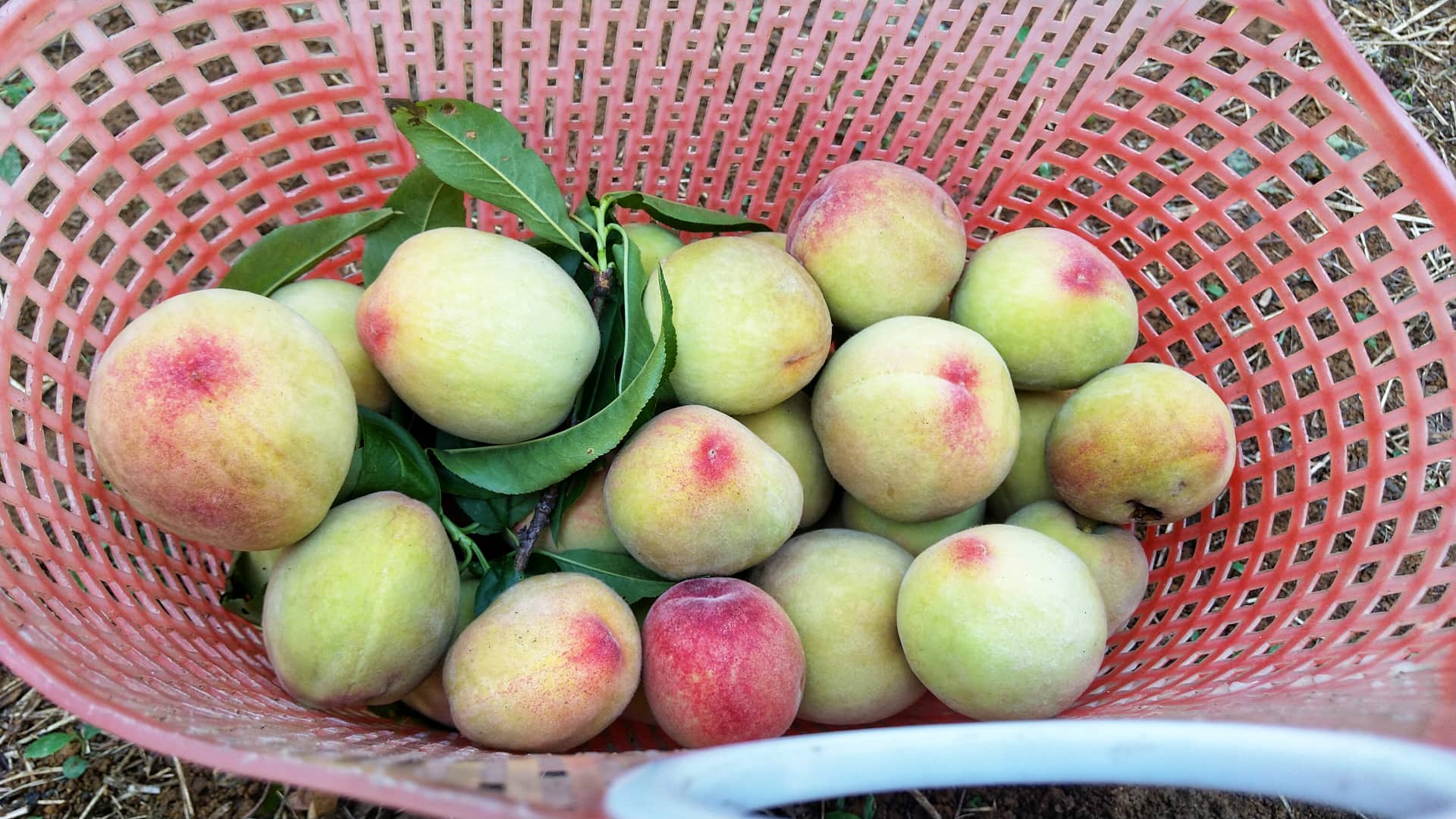 Weather in Sapa in May Sapa is a haven of fruits