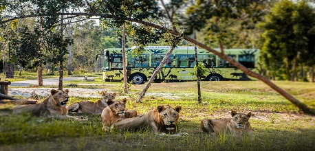 [CẬP NHẬT] Lịch trình xe bus đi Safari Phú Quốc đầy đủ 2025