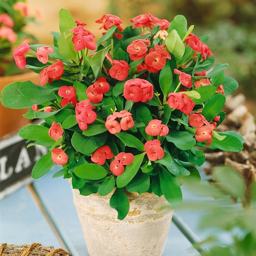 Cây xương rồng bát tiên dùng trong trang trí 