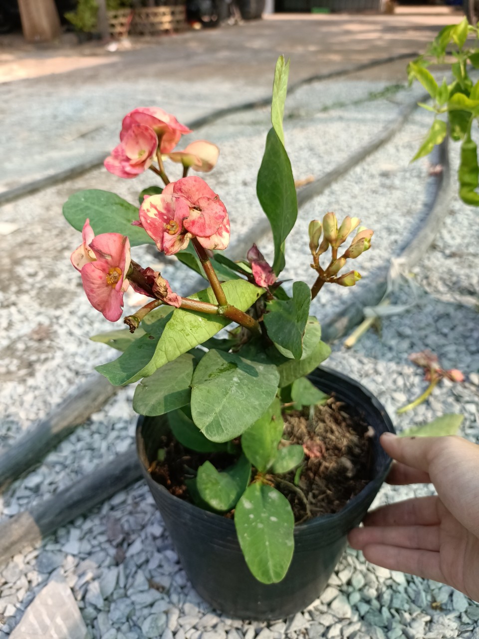 Bạn có thể trồng cây trong chậu nhỏ để làm cây cảnh trang trí